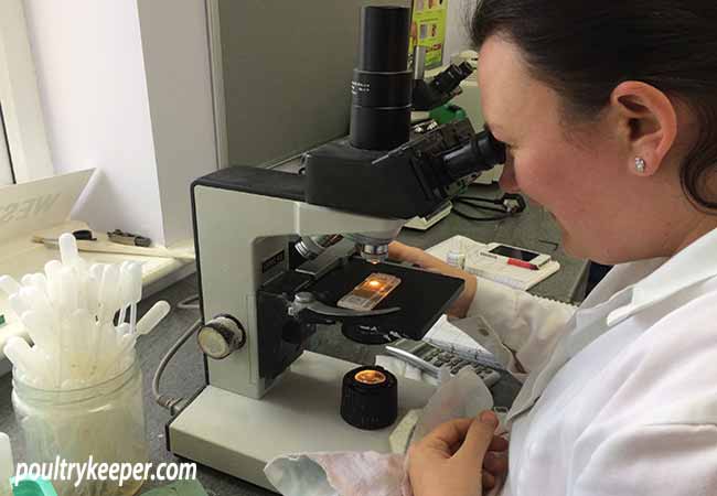 Examining worm eggs under microscope