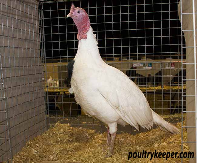 White Turkey