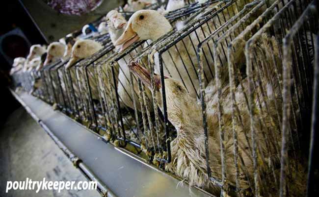 Ducks in Cages for Foie Gras