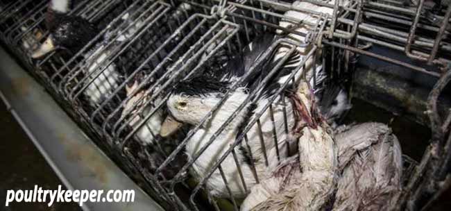 Ducks in Cages for Foie Gras