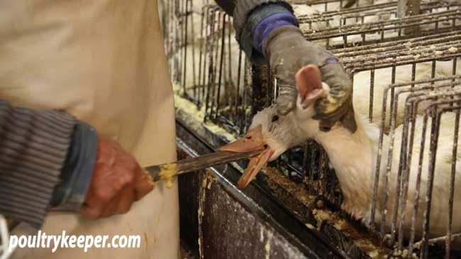 Force Feeding in Foie Gras Production