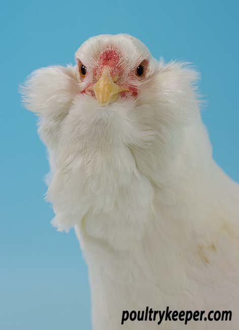 Head of White Orloff Bantam