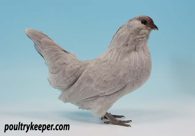 Lavender Belgium Bantam Barbu D'Anvers