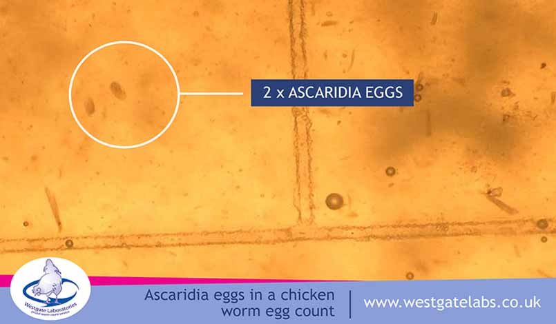 Accaridia eggs under a microscope