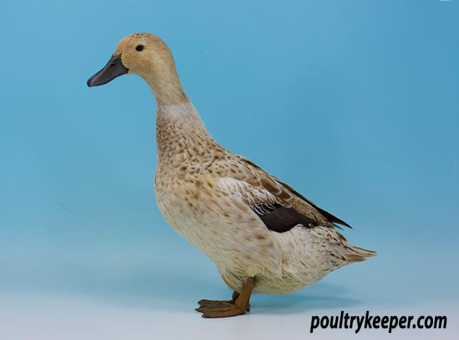 Welsh Harlequin Duck