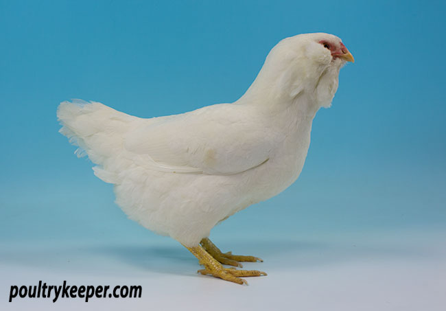 White Orloff Bantam