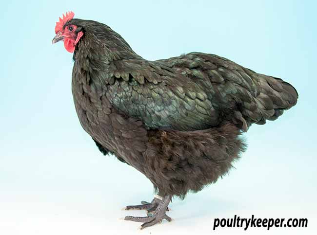 Black Australorp