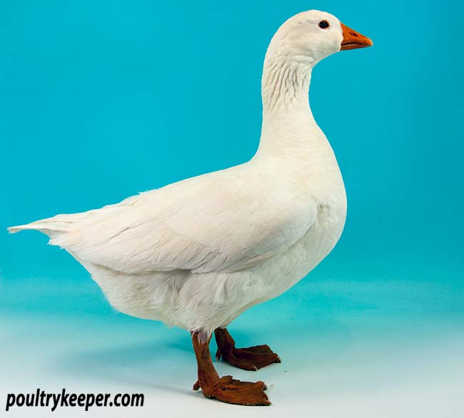 Czech Goose Female