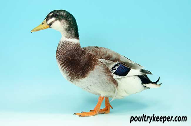 Silver Appleyard Duck