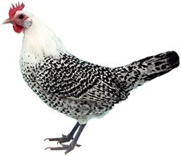 Groninger Meeuwen Chicken