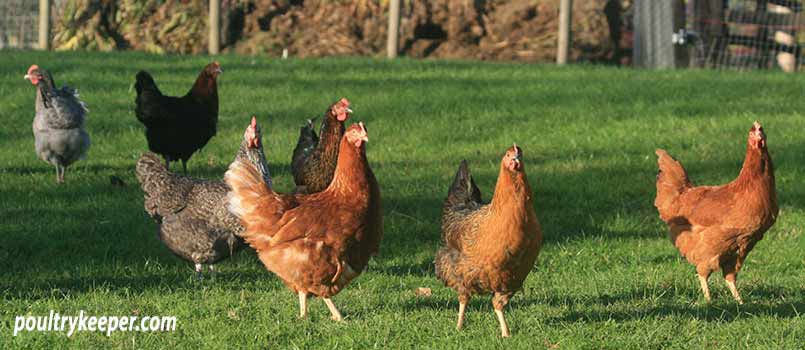 Pure Breed Chickens - What Are Pure Breed Hens? - The Poultry Pages