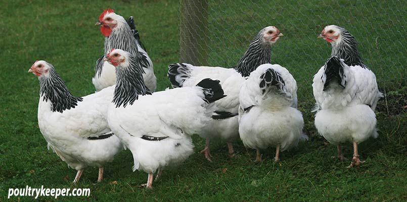 Top 3 Traditional British Chicken Breeds