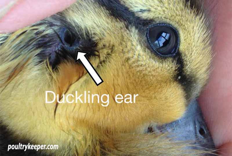 Duckling Ear