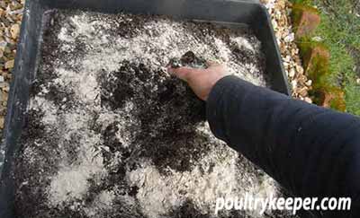 Chickens Dust Bath