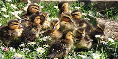 How to Care for Wild Baby Ducks