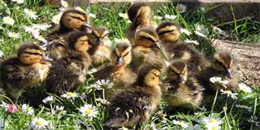 Feeding Baby Ducks