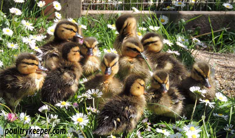 wild animals baby ducks