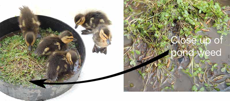 How To Care For Wild Baby Ducks A Complete Guide