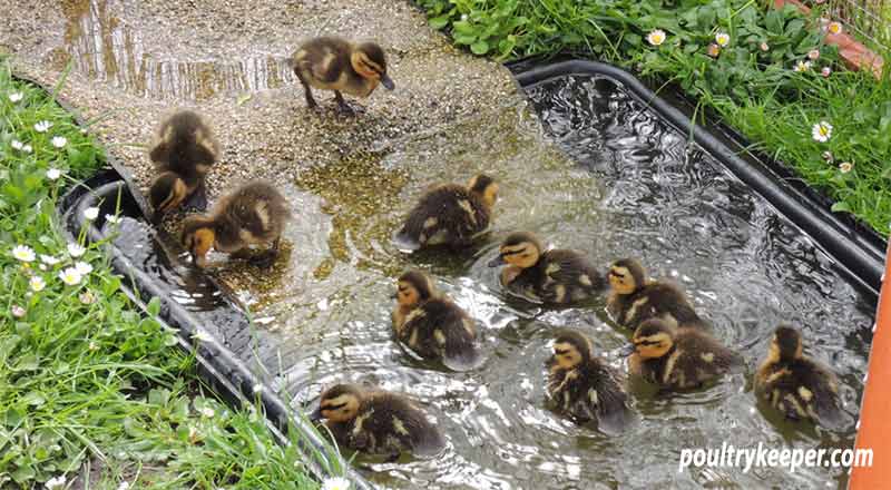 Wild Duckling Bath