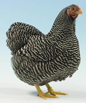 Barred Wyandotte Bantam