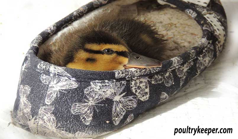 Duckling in Slipper