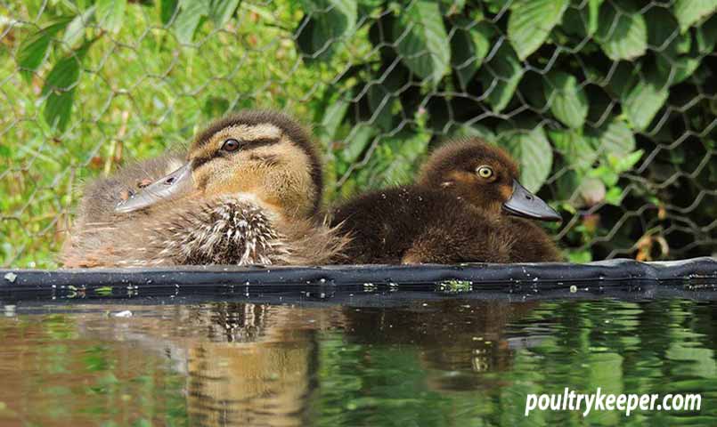 Mallard ducklings