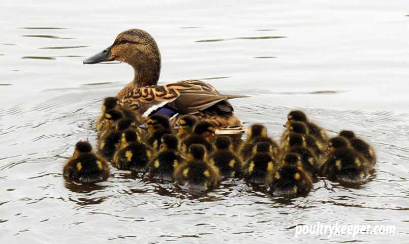 Mallard Duck with Ducklings