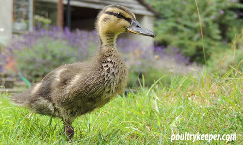 Duckling on Lawn