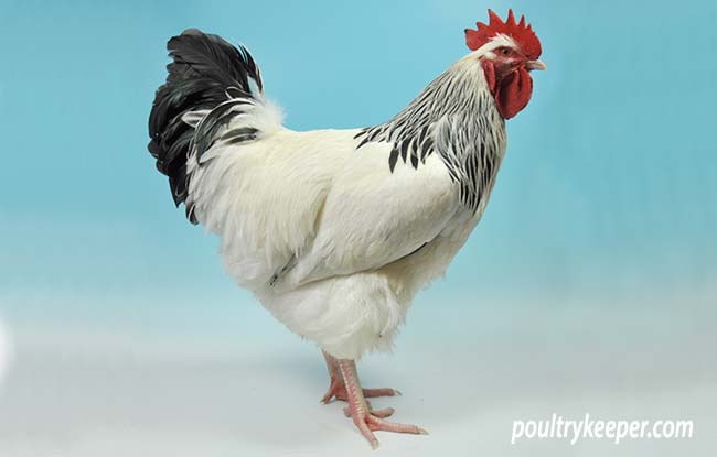 White Sussex Cockerel