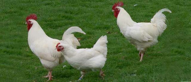white cockerels