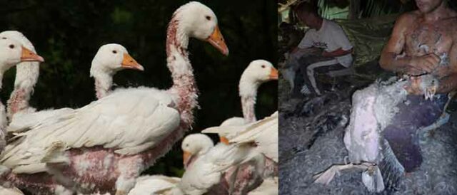 Down Production using Geese