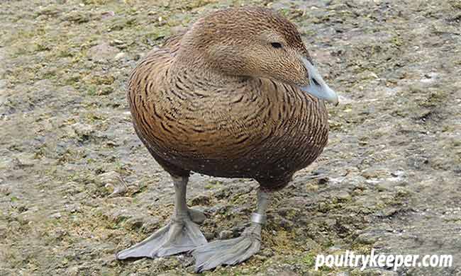 Female Eider Duck