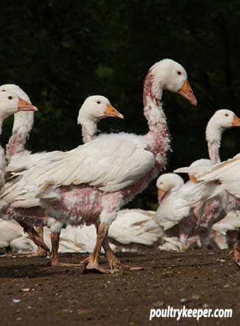 Canada goose shop down live plucking