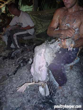 Live Plucking of Geese