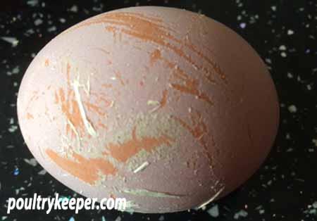 Calcium Coated Egg