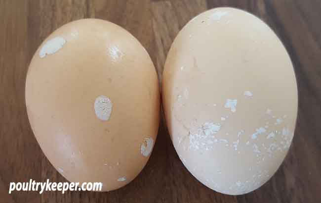 Calcium Coated Eggs