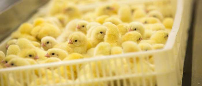 Antibiotic Reduction Chickens
