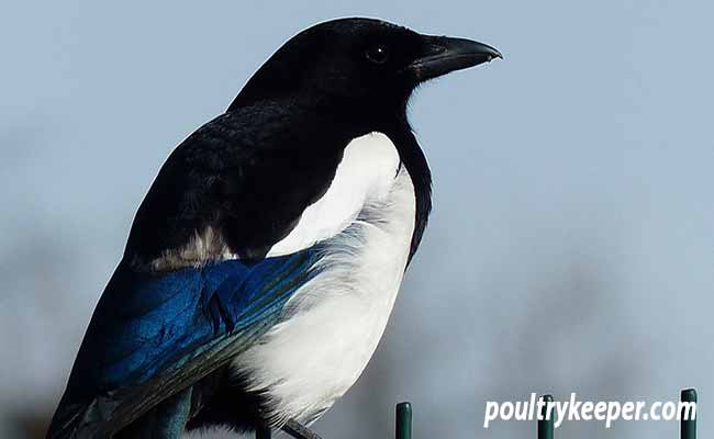 Eurasian Magpie