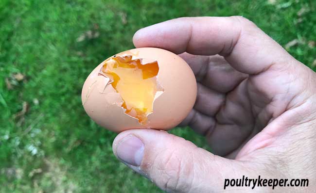 Egg Eaten by magpie