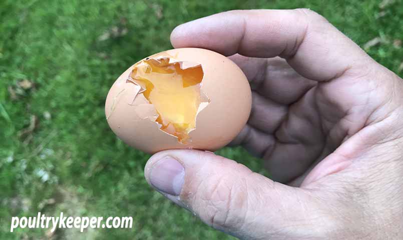 An egg eaten by a Magpie