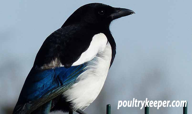 Magpie