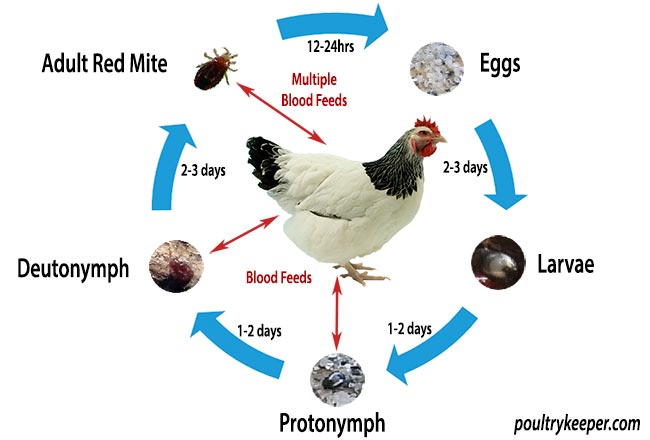 bird mites life cycle