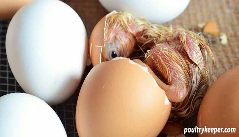 Chick Hatching