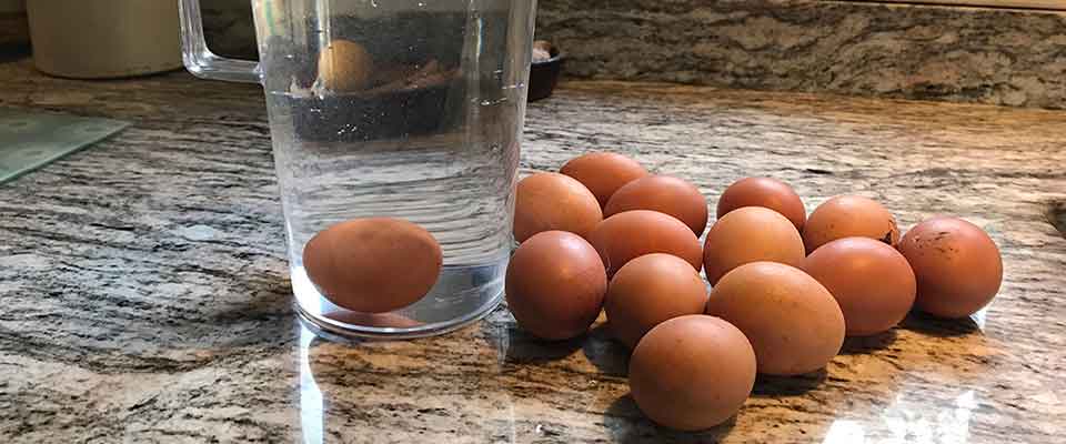 Egg Float Test