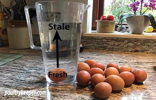 How To Tell If Eggs Are Fresh Poultrykeeper Com