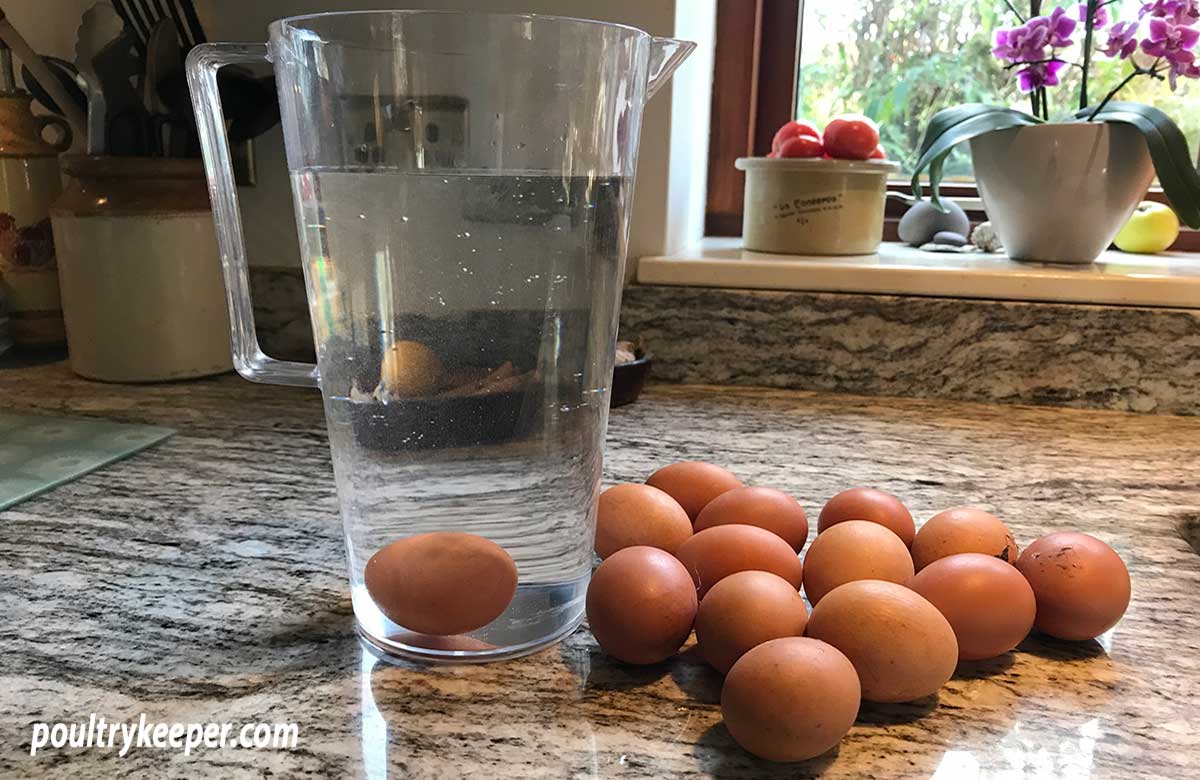 How to tell if eggs are fresh