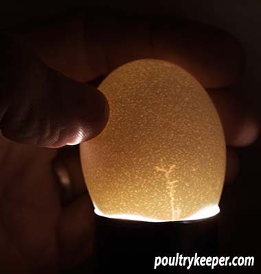 Guinea Egg Incubation