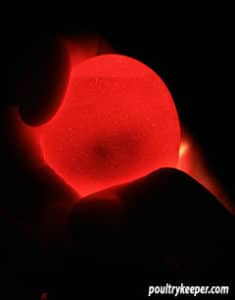 candling egg with flashlight