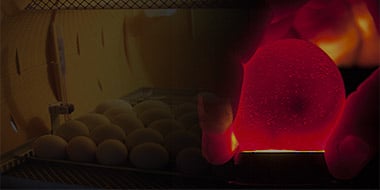 Candling Eggs: Why Is It Important and How to Do It Right