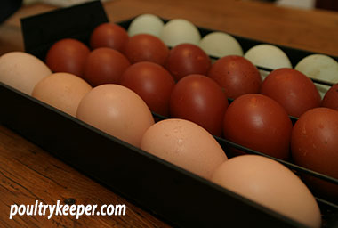 Coloured Eggs in Incubator